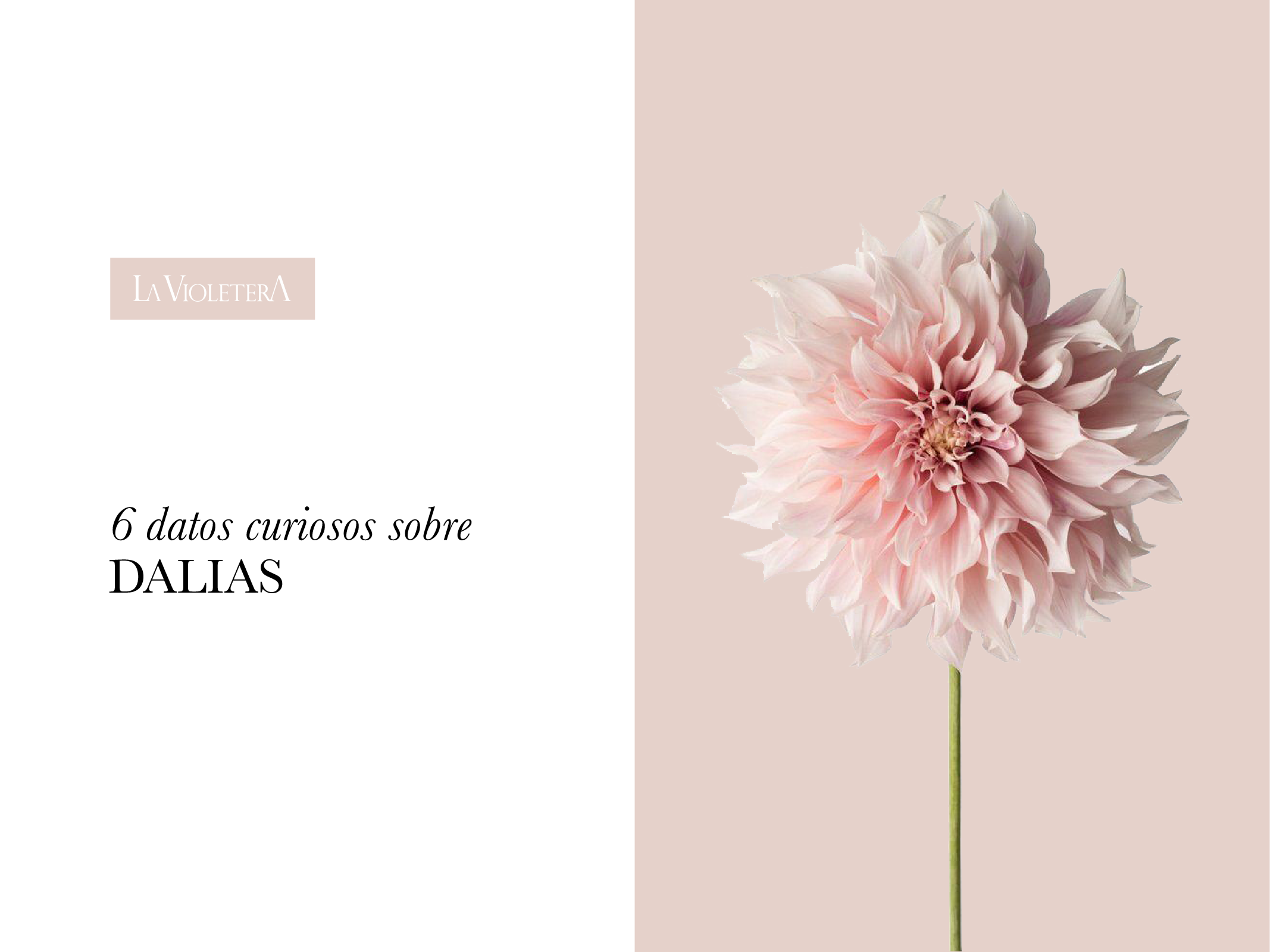6 datos curiosos sobre las Dalias