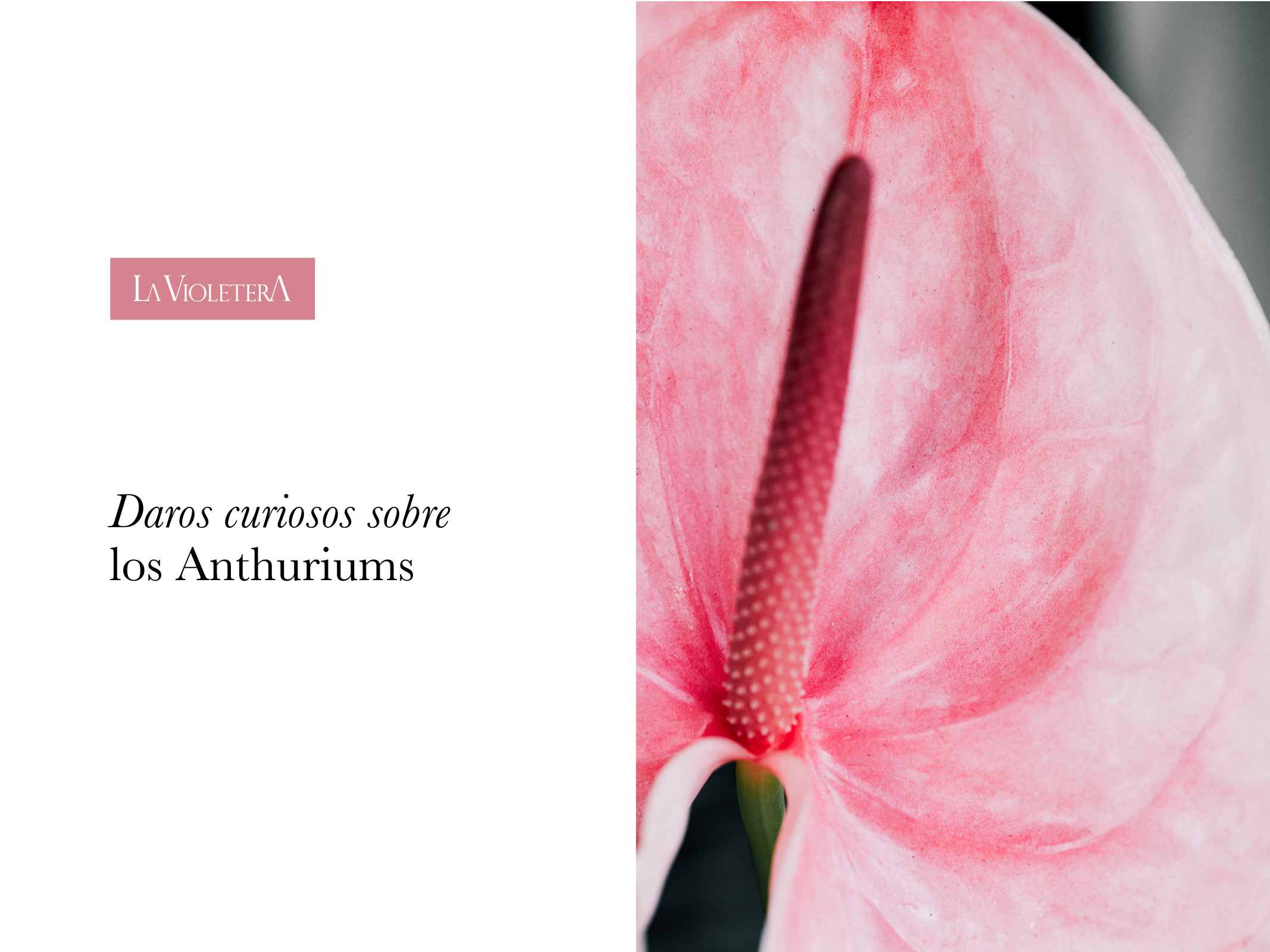 Datos curiosos sobre los Anthuriums