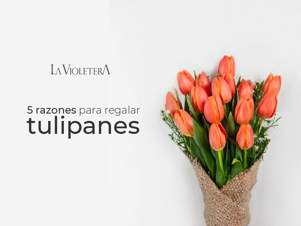 5 razones para regalar tulipanes