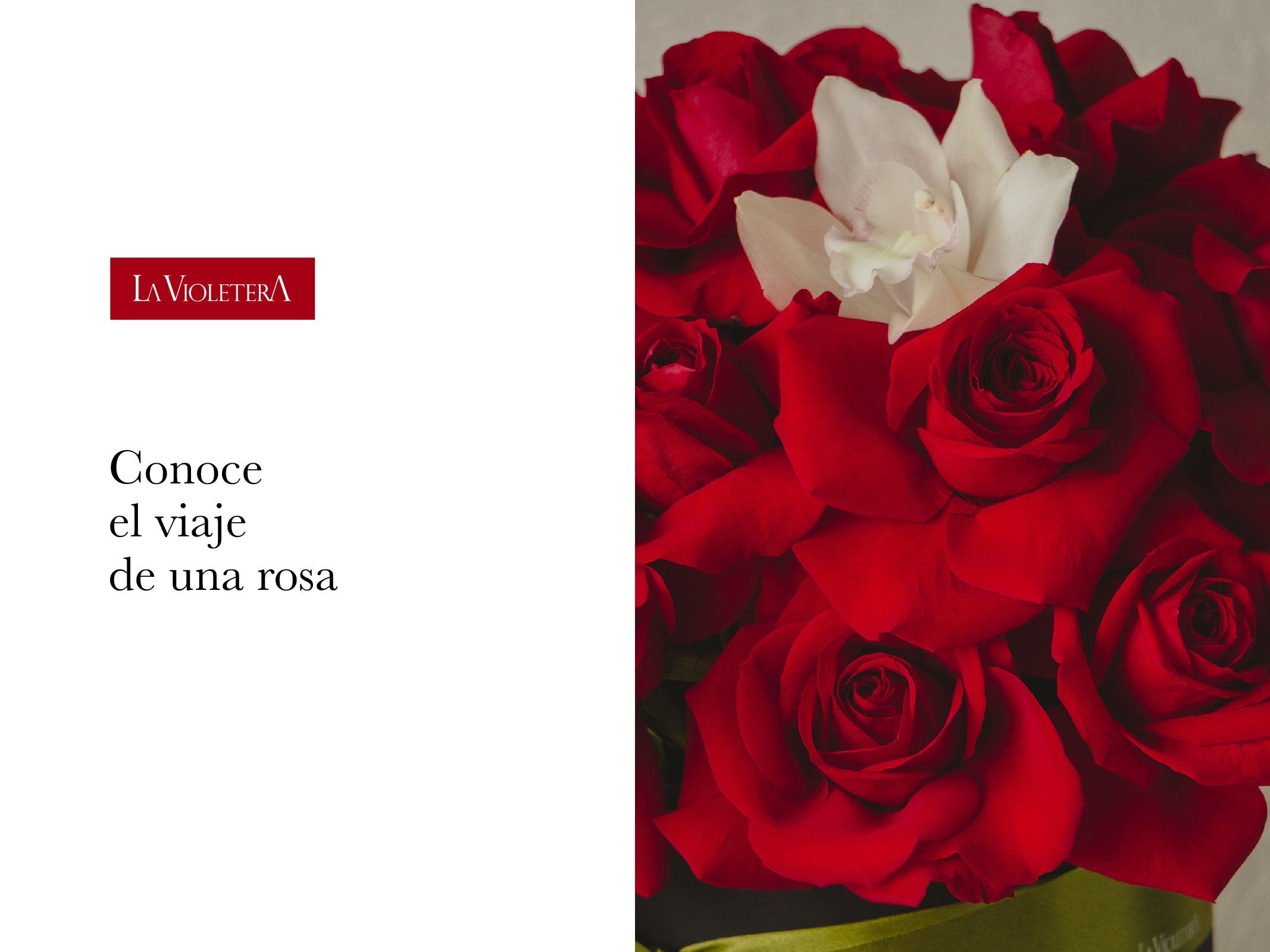 Conoce el viaje de una rosa desde su cultivo hasta ser protagonista en un arreglo floral.