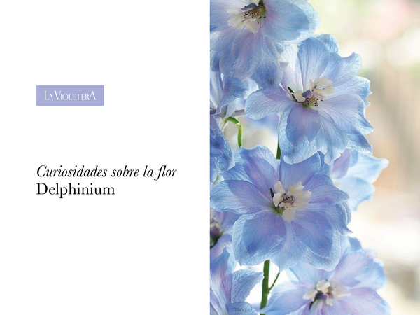 Curiosidades sobre la flor: Delphinium