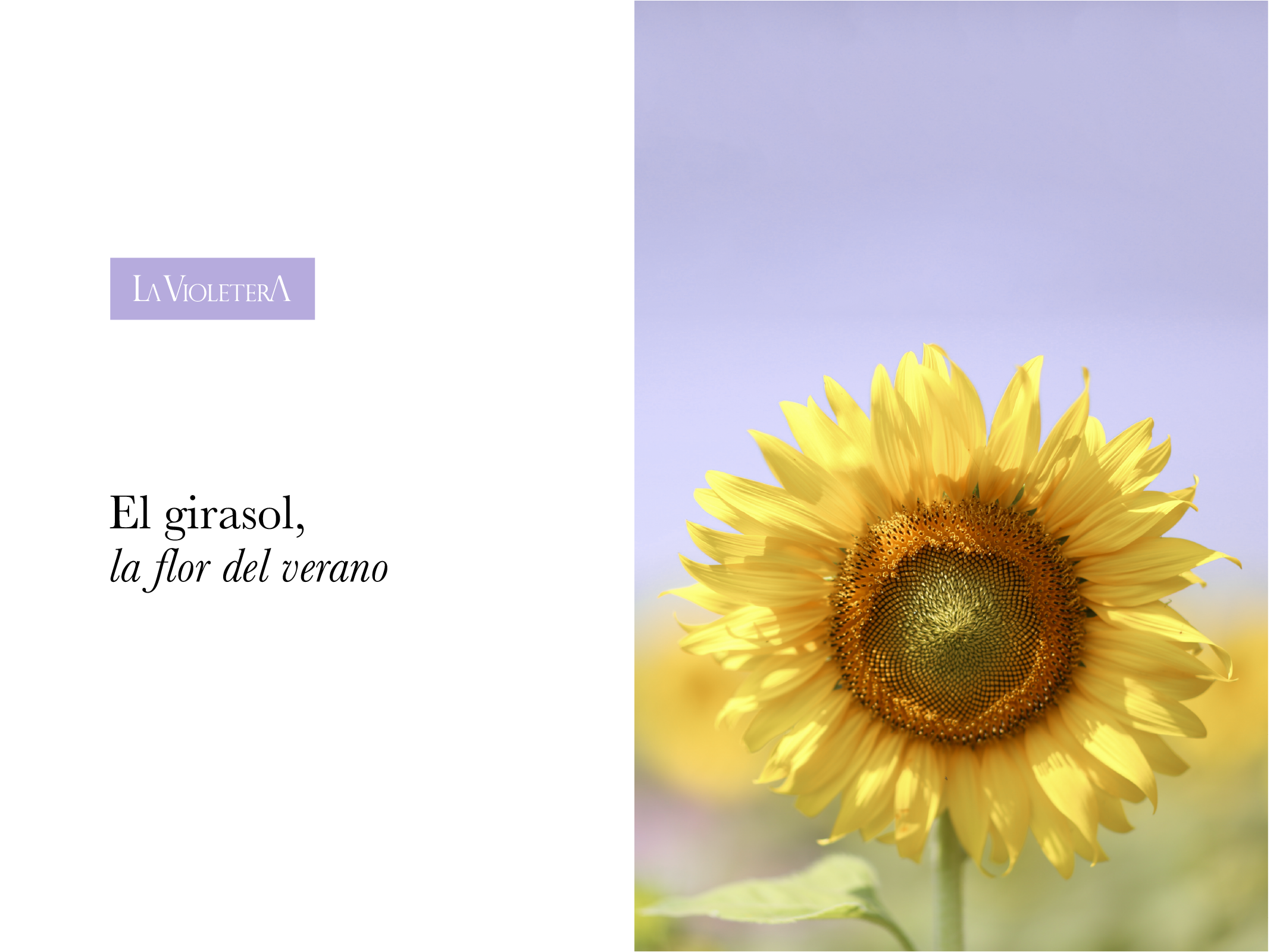 El girasol, la flor del verano