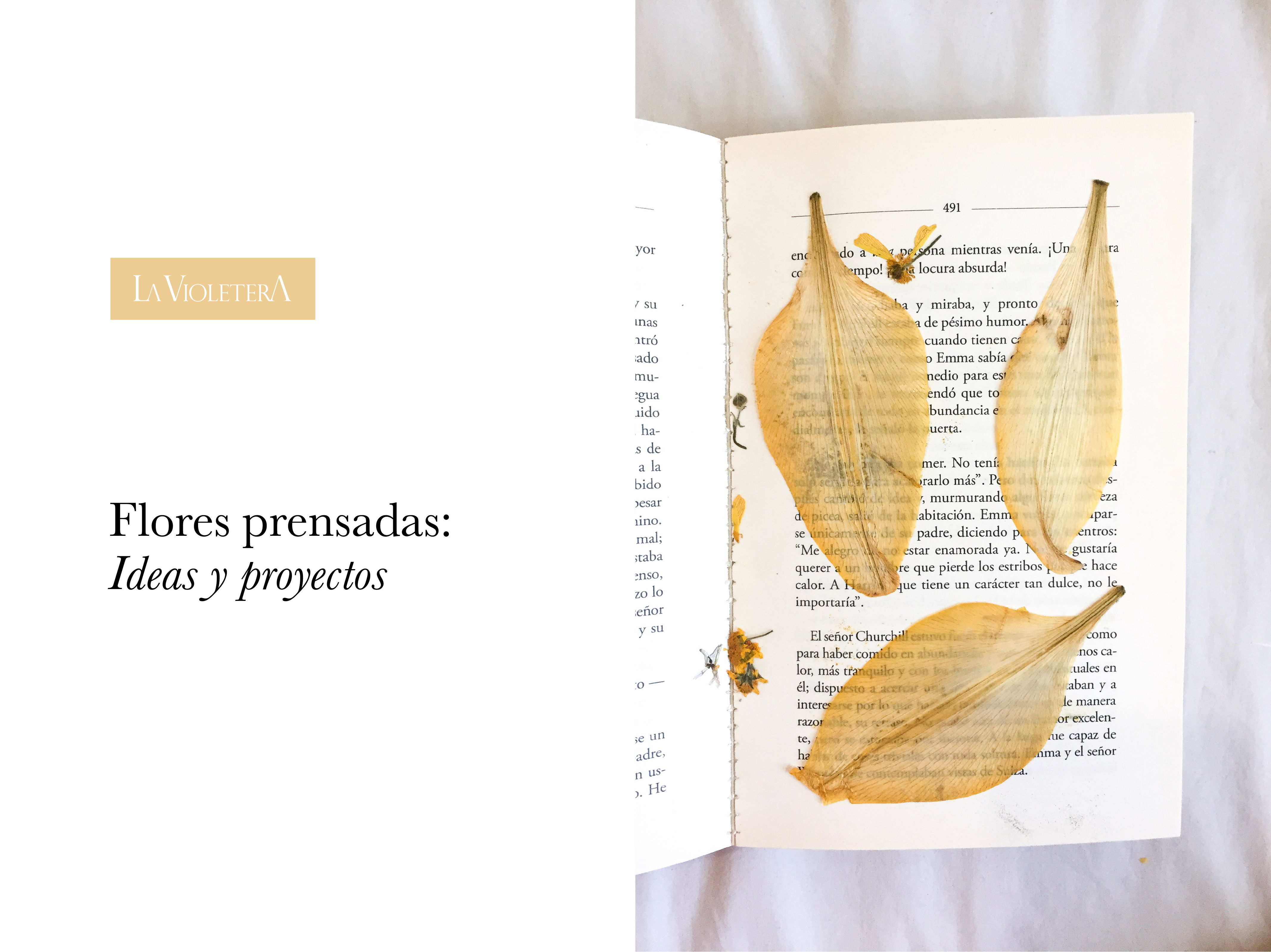 Flores Prensadas: Ideas y proyectos