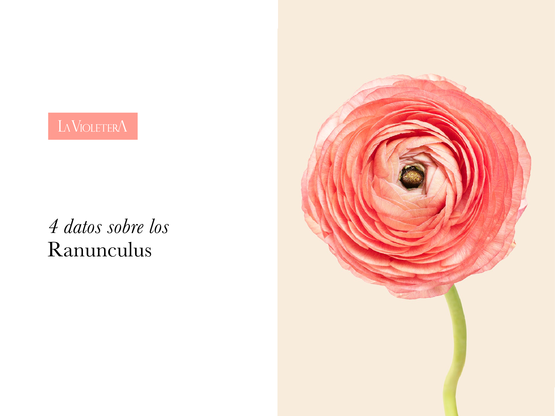4 datos sobre los ranunculus que te encantará conocer