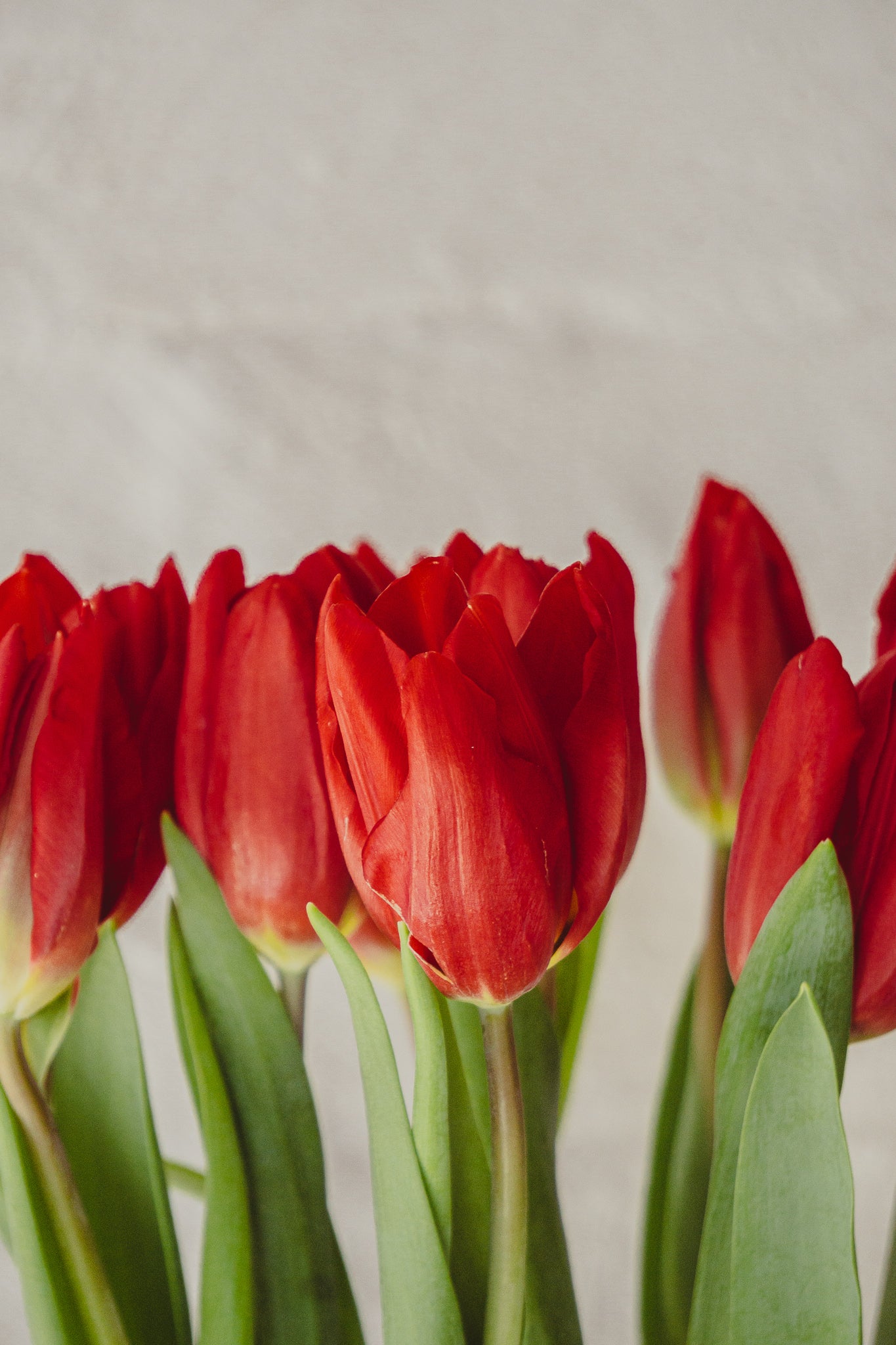 Lucy, hermoso arreglo con 10 tulipanes.