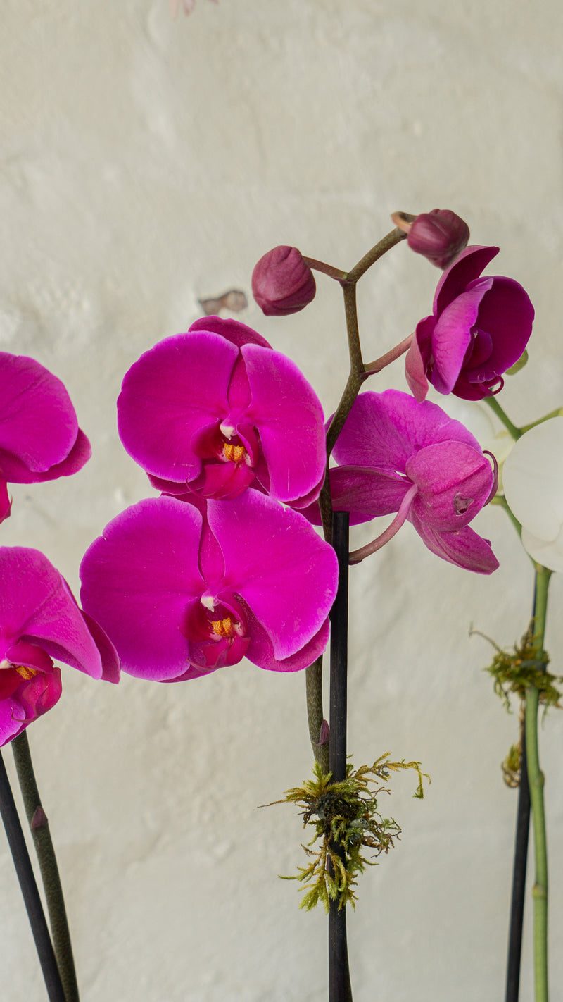Lía, arreglo floral con 4 orquídeas