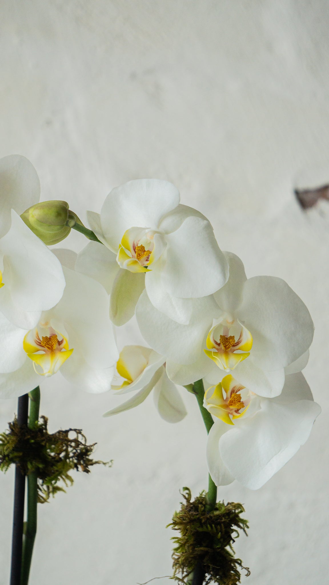 Luz, condolencia en orquídeas