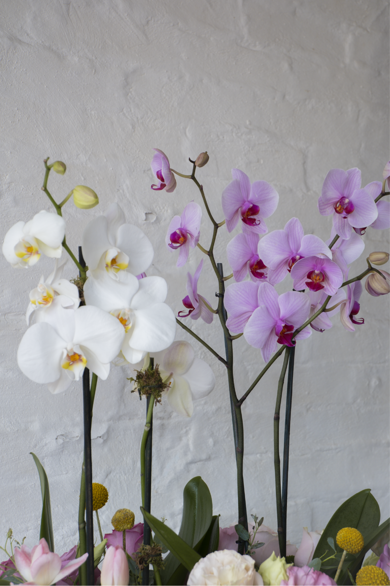 Lia, Orquídeas, rosas, tulipanes y hortensias en tonos suaves