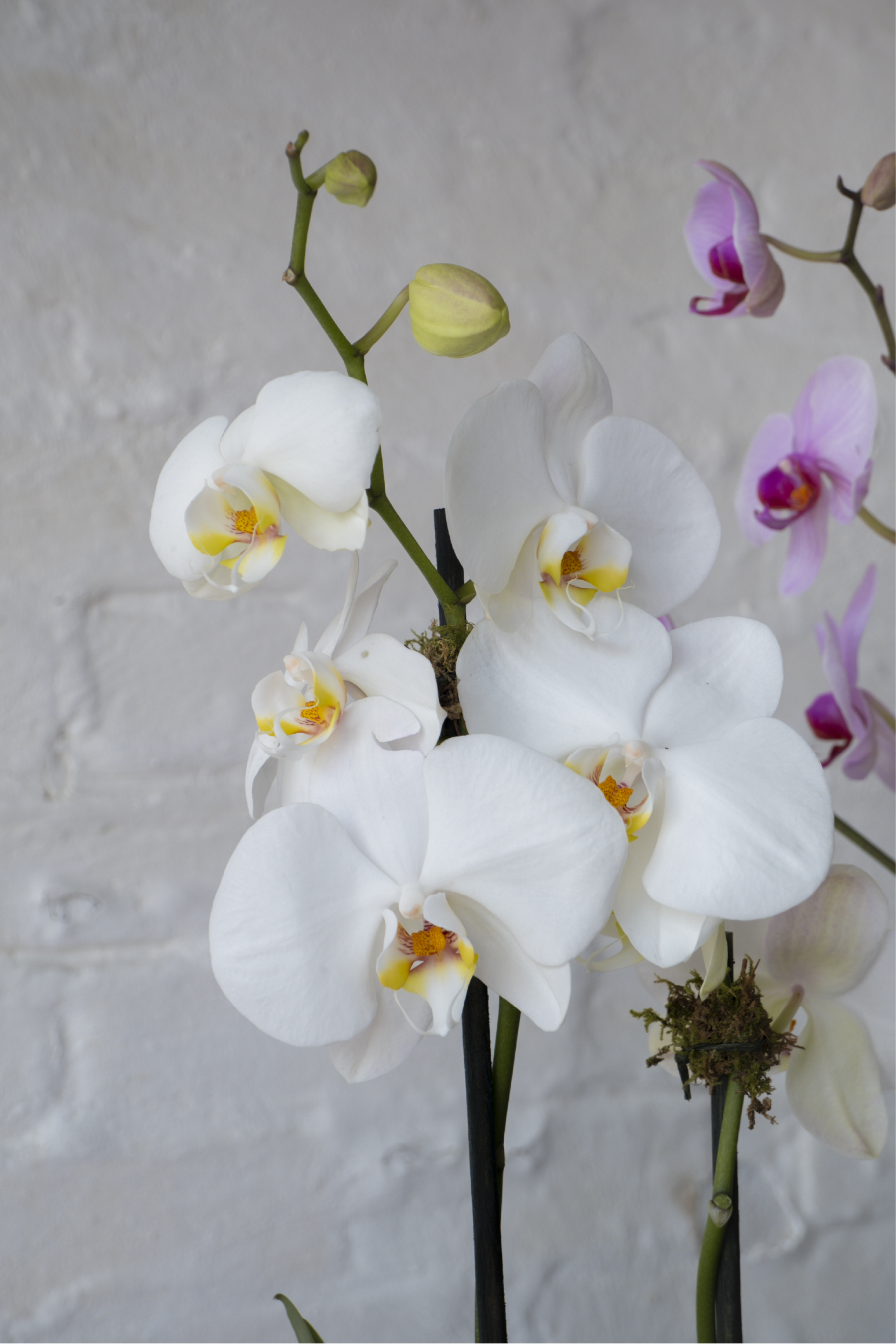 Lia, Orquídeas, rosas, tulipanes y hortensias en tonos suaves