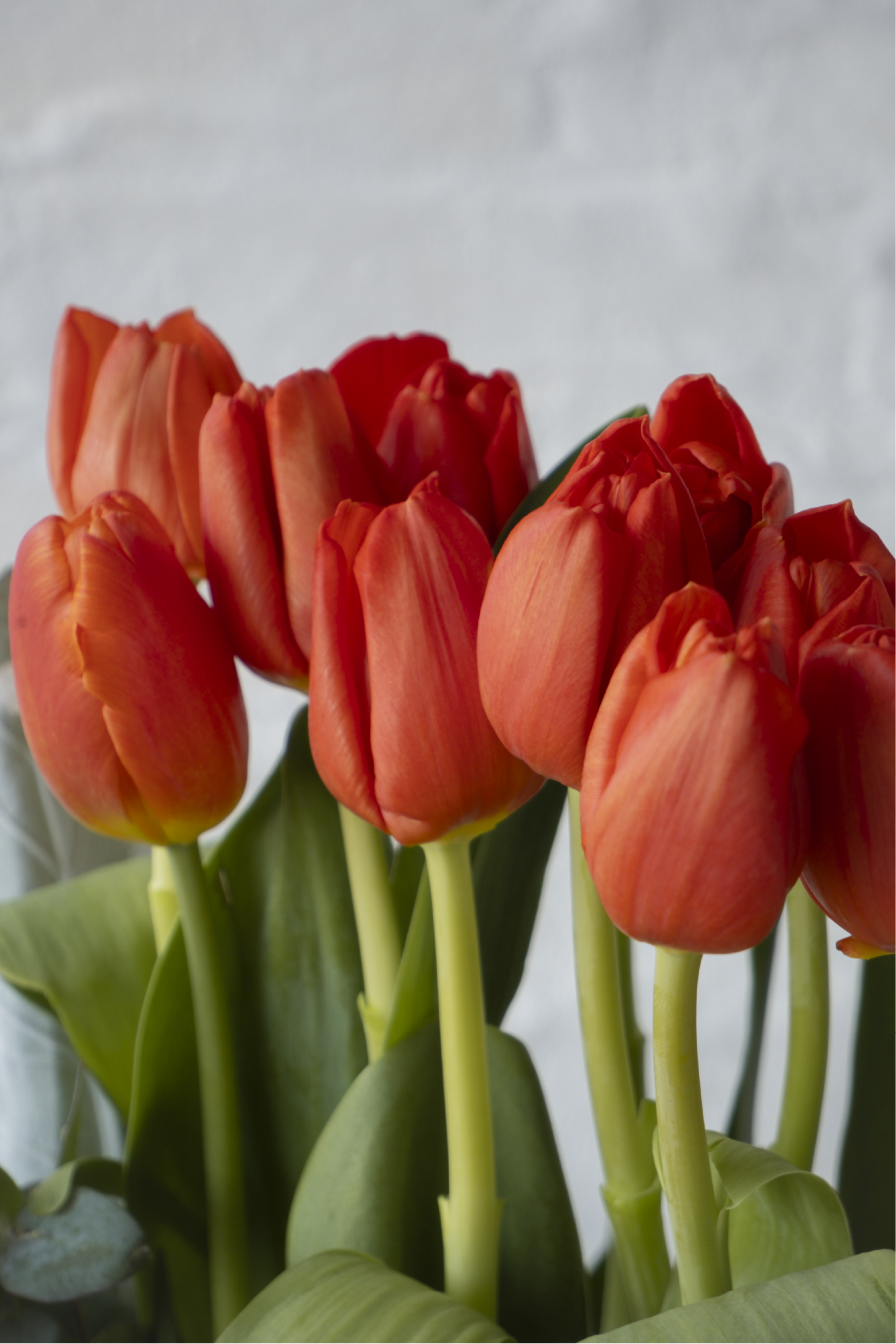 París, Arreglo floral con tulipanes, rosas y orquídeas
