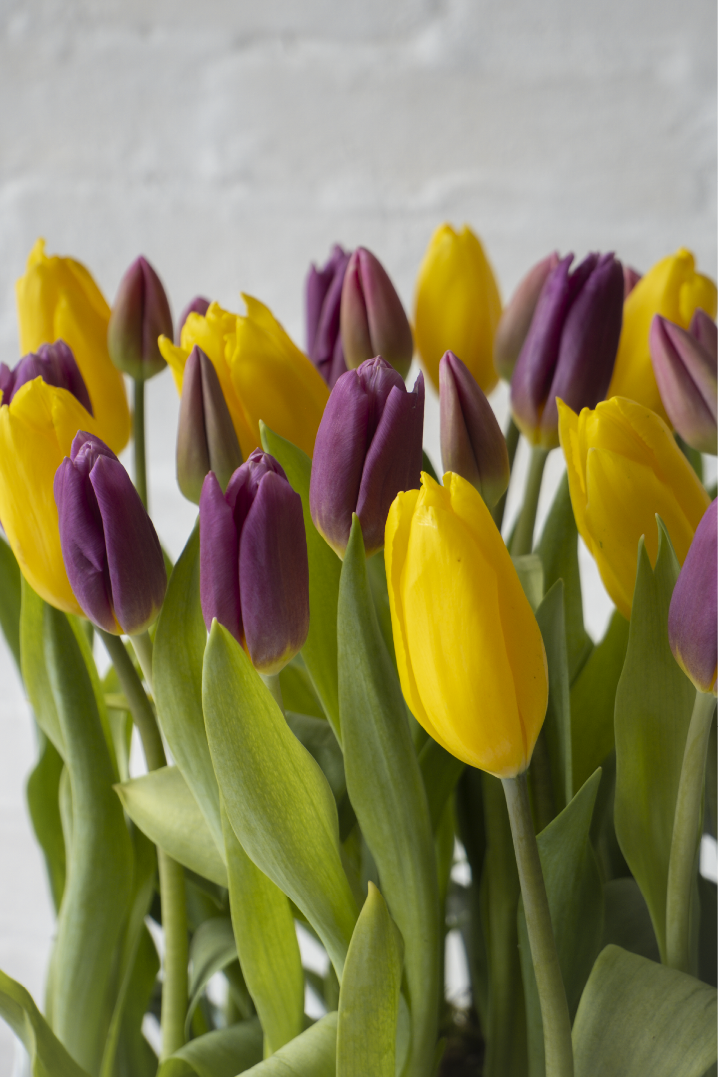 Amsterdam, Caja 30 tulipanes de colores y orquídeas