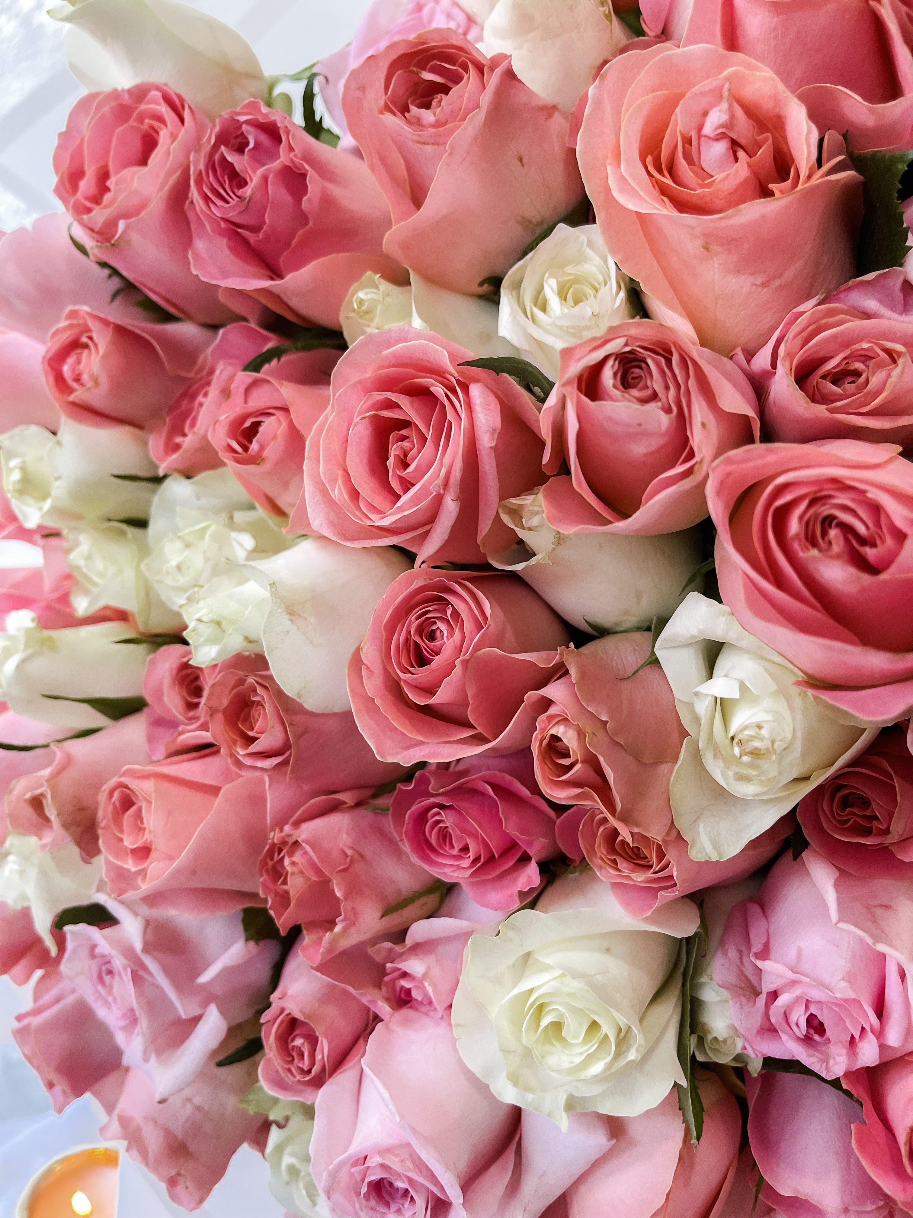 Bianca, 150 rosas en ramo envueltas en papel.