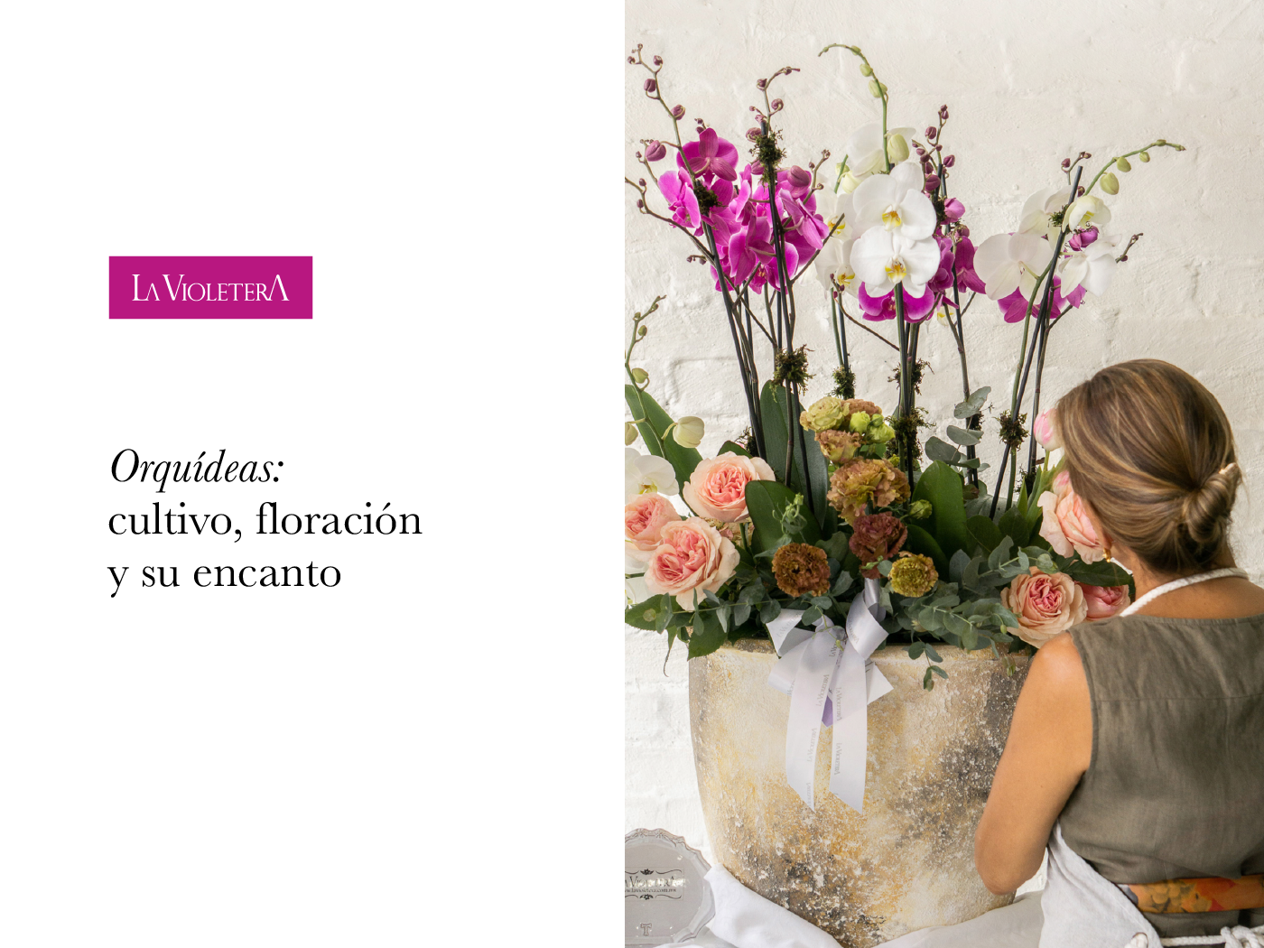 Orquídeas: cultivo, floración y el encanto de regalar una flor extraordinaria