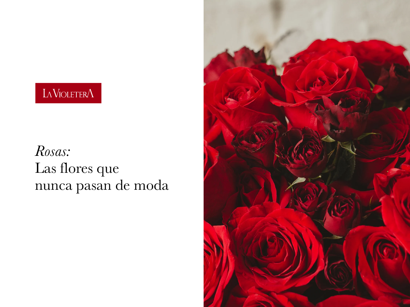 Rosas, las flores que nunca pasa de moda