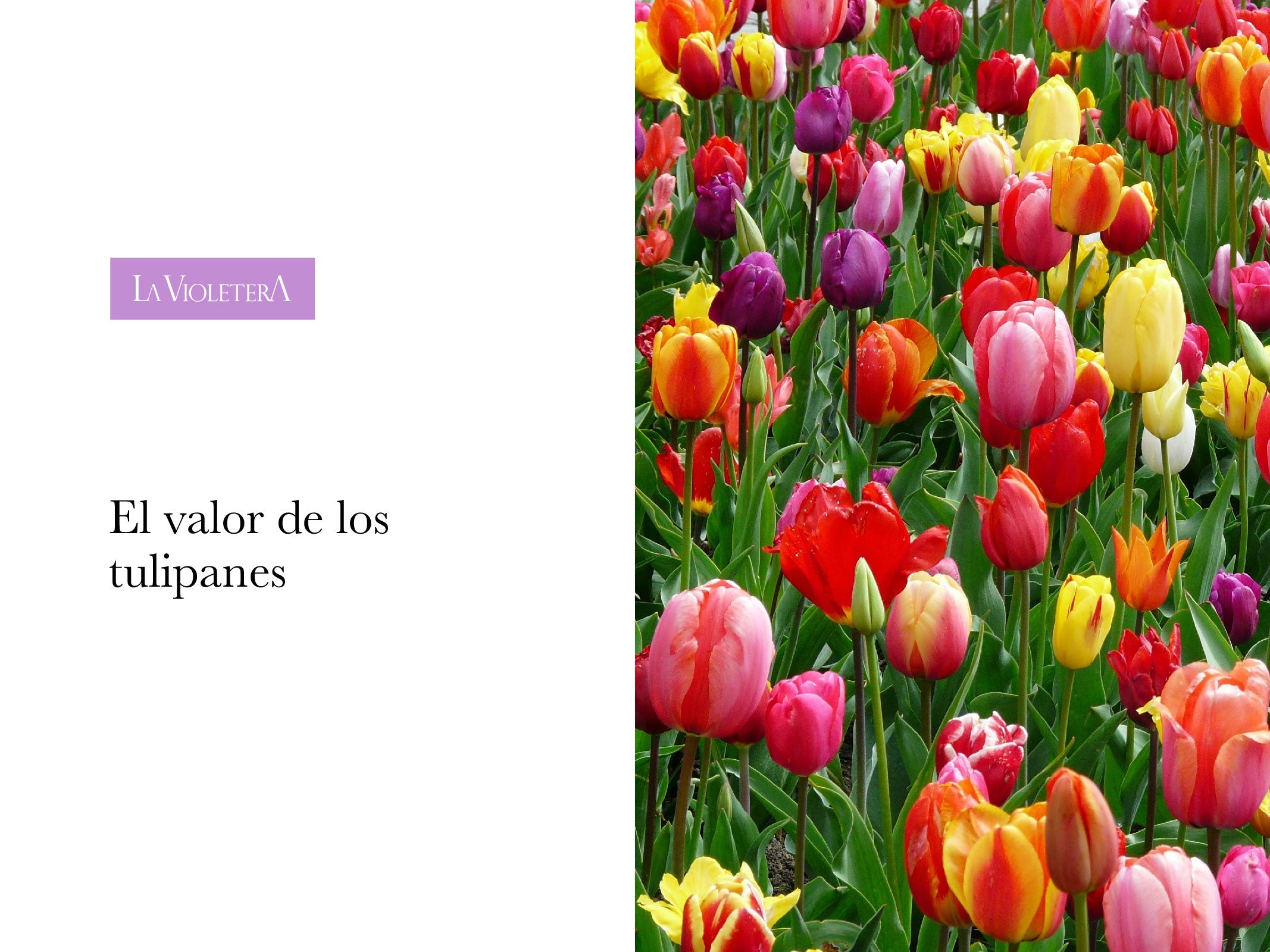 El Valor de los Tulipanes