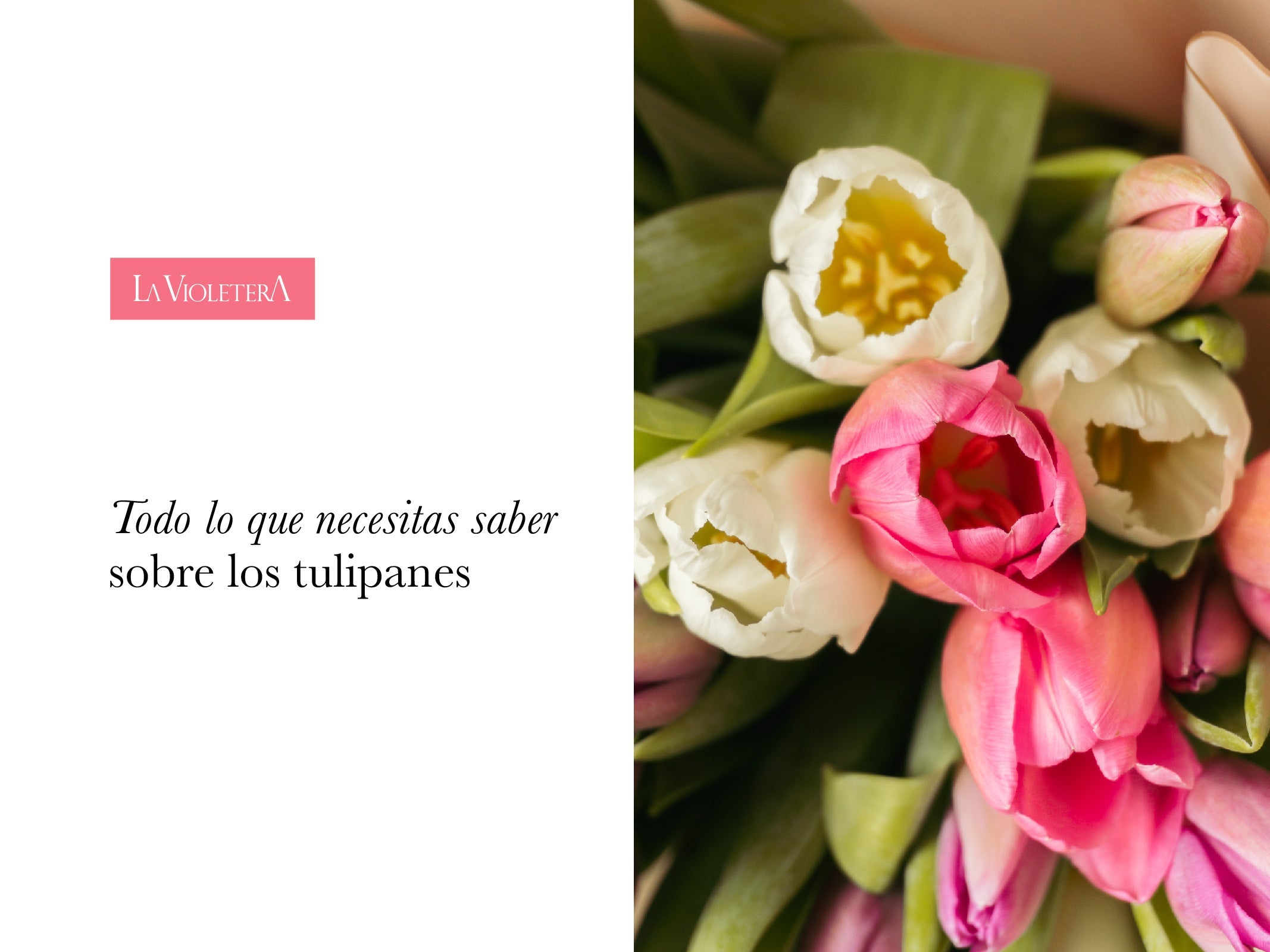 Todo lo que Necesitas Saber sobre los Tulipanes