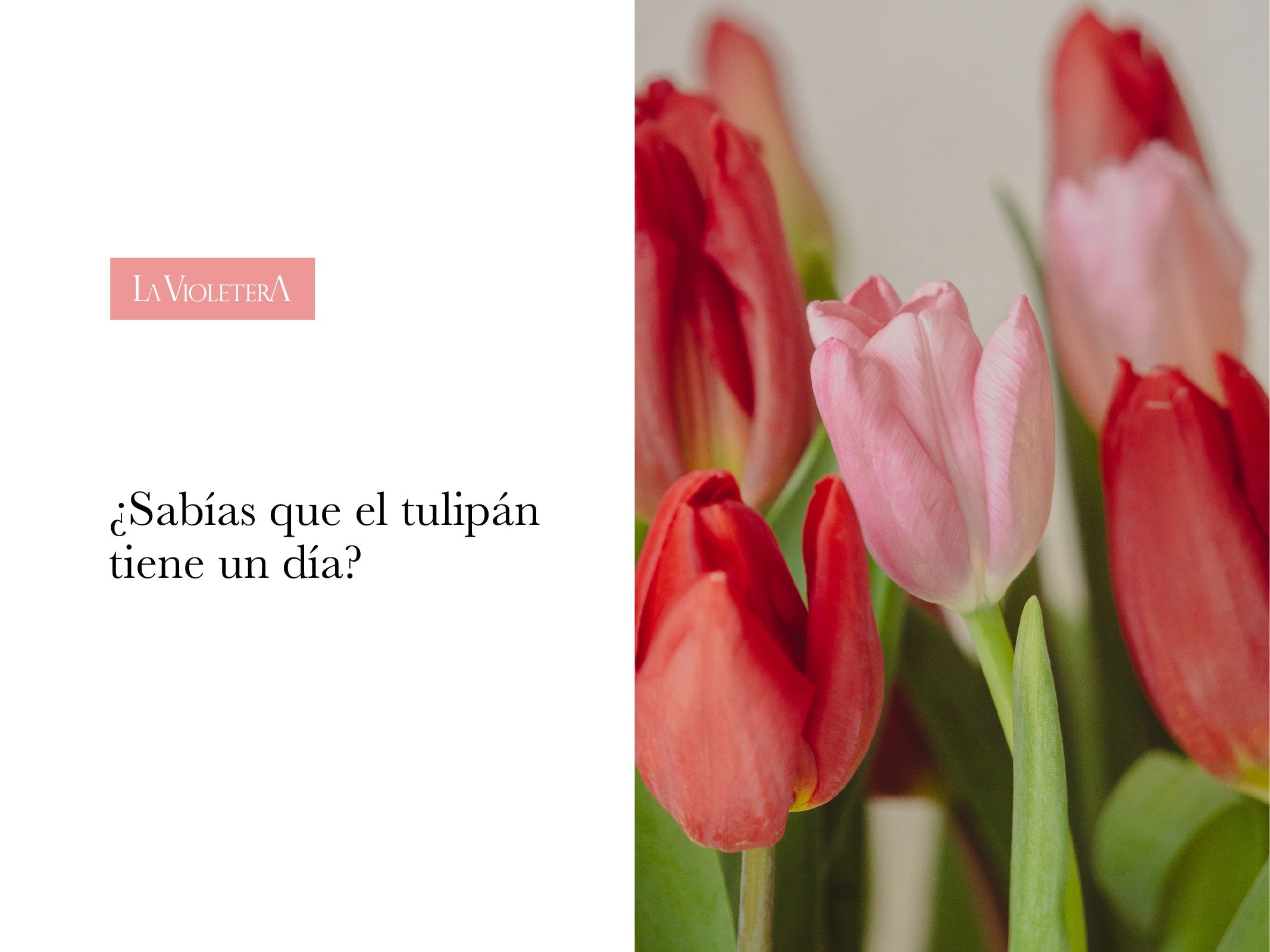 ¿Sabias que el tulipán tiene un día?