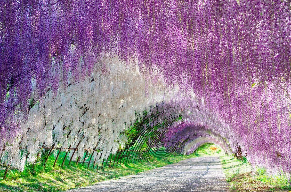 Jardín Kawachi Fuji: El lado artístico de la naturaleza