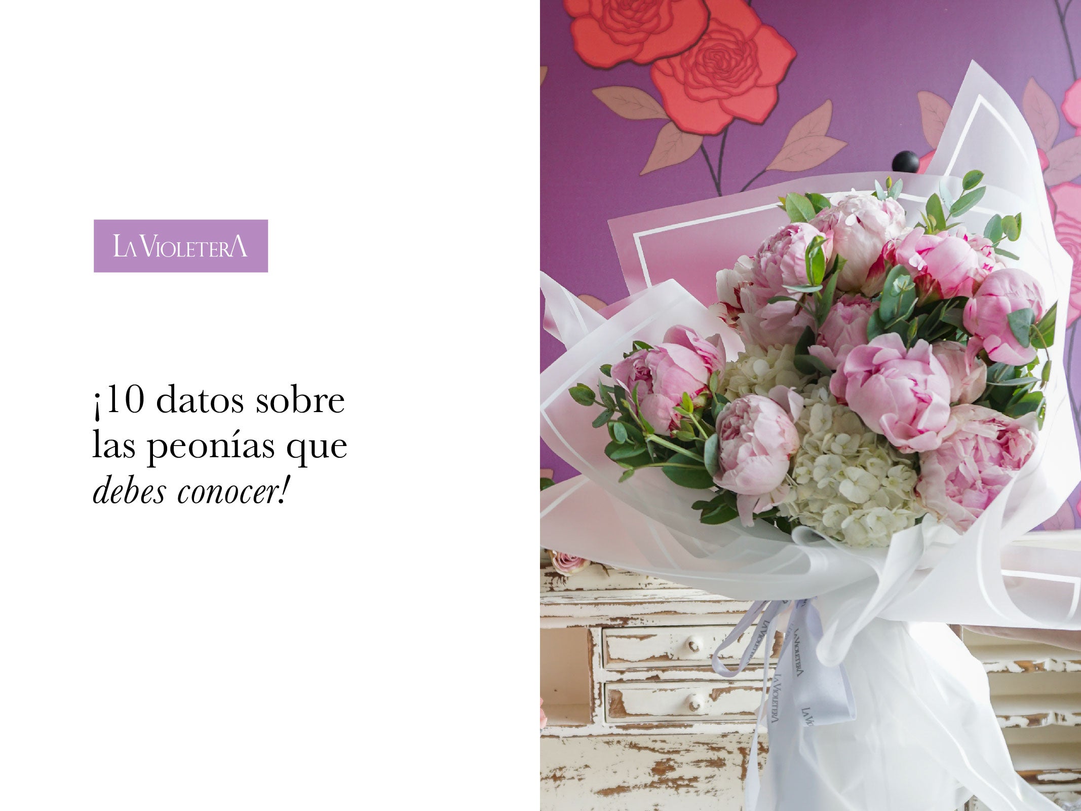 10 datos sobre la hermosa peonía que debes conocer