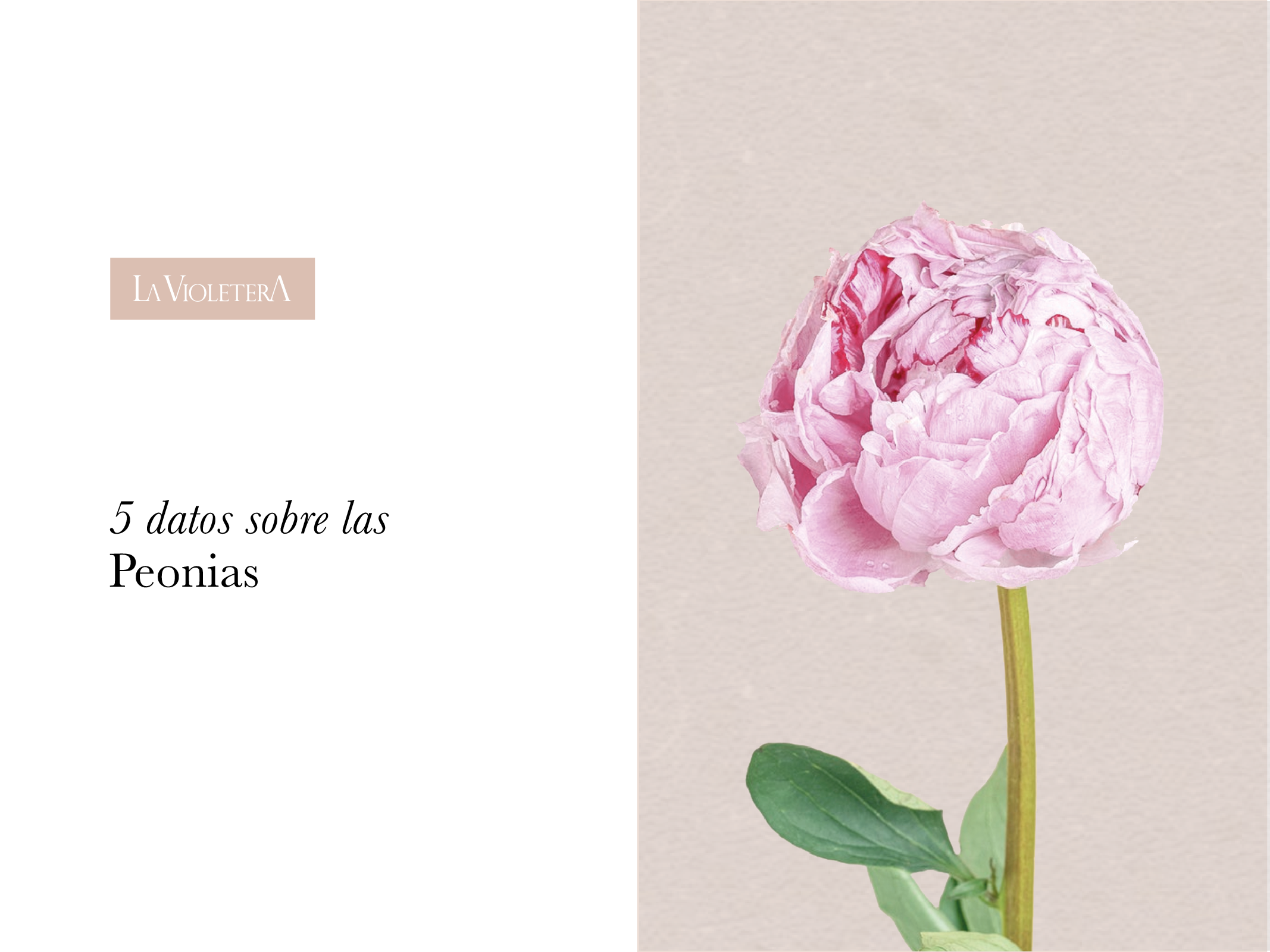 5 datos sobre las Peonias