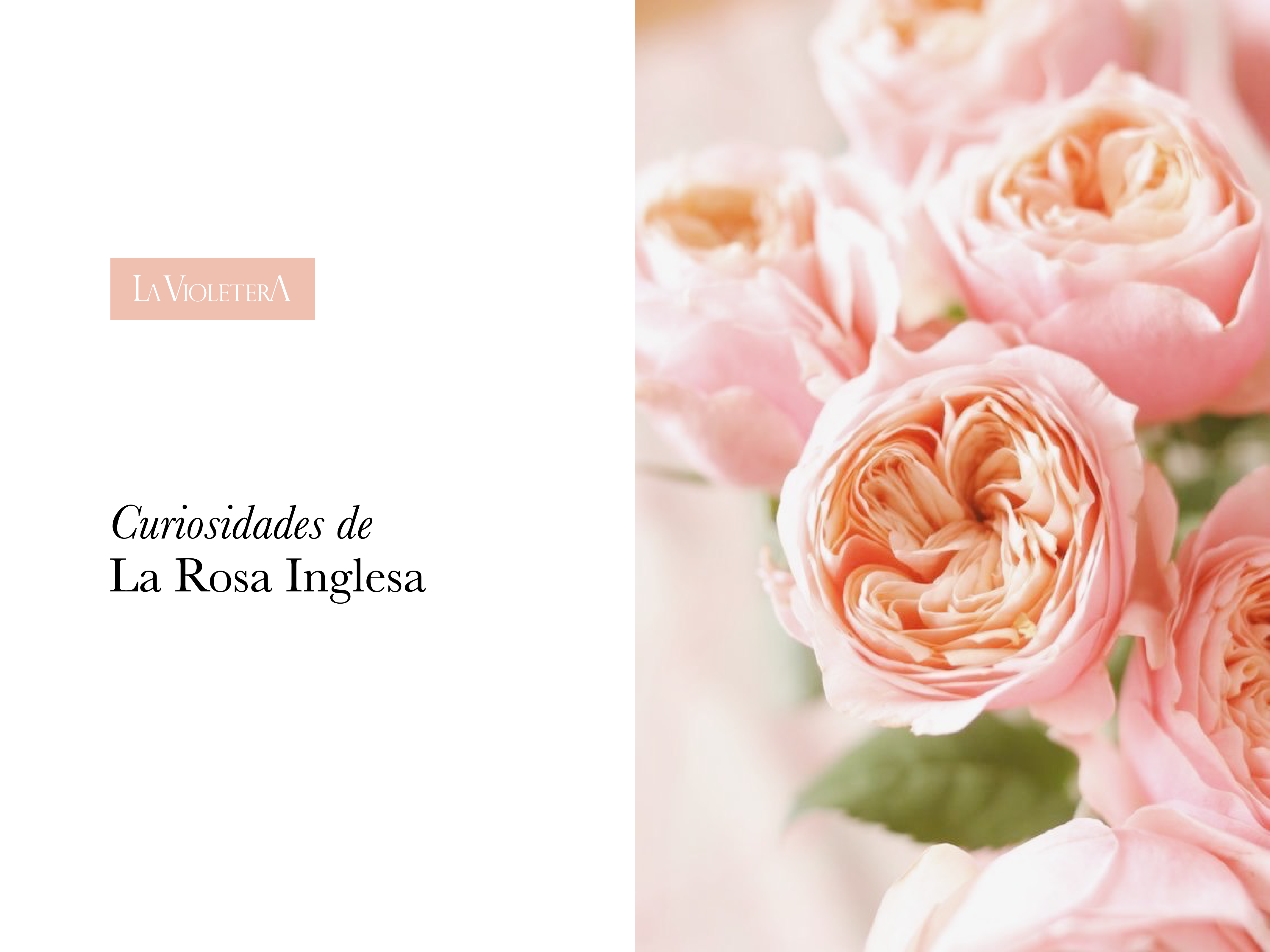 Curiosidades de la Rosa Inglesa