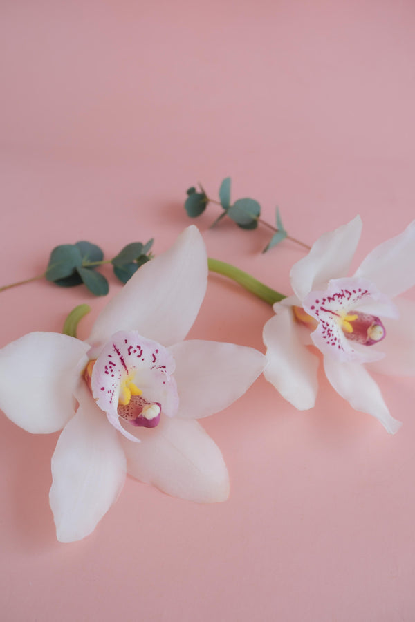 Orquídeas extras, agrega un toque de elegancia