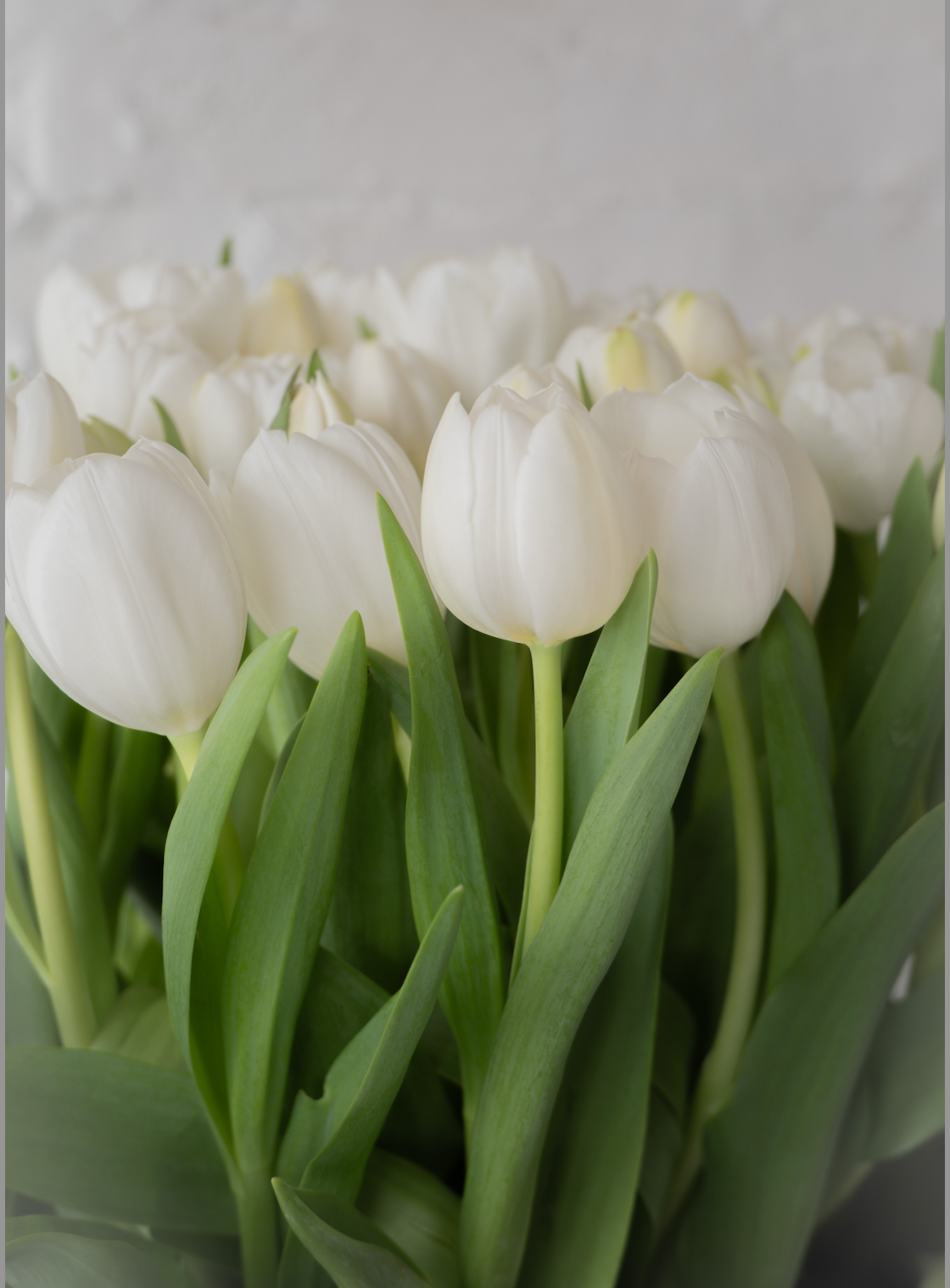 Cielo, tulipanes blancos con orquidea