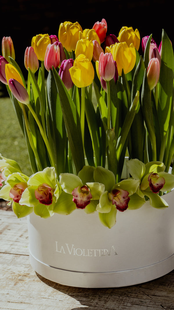 Amsterdam, caja con tulipanes de colores