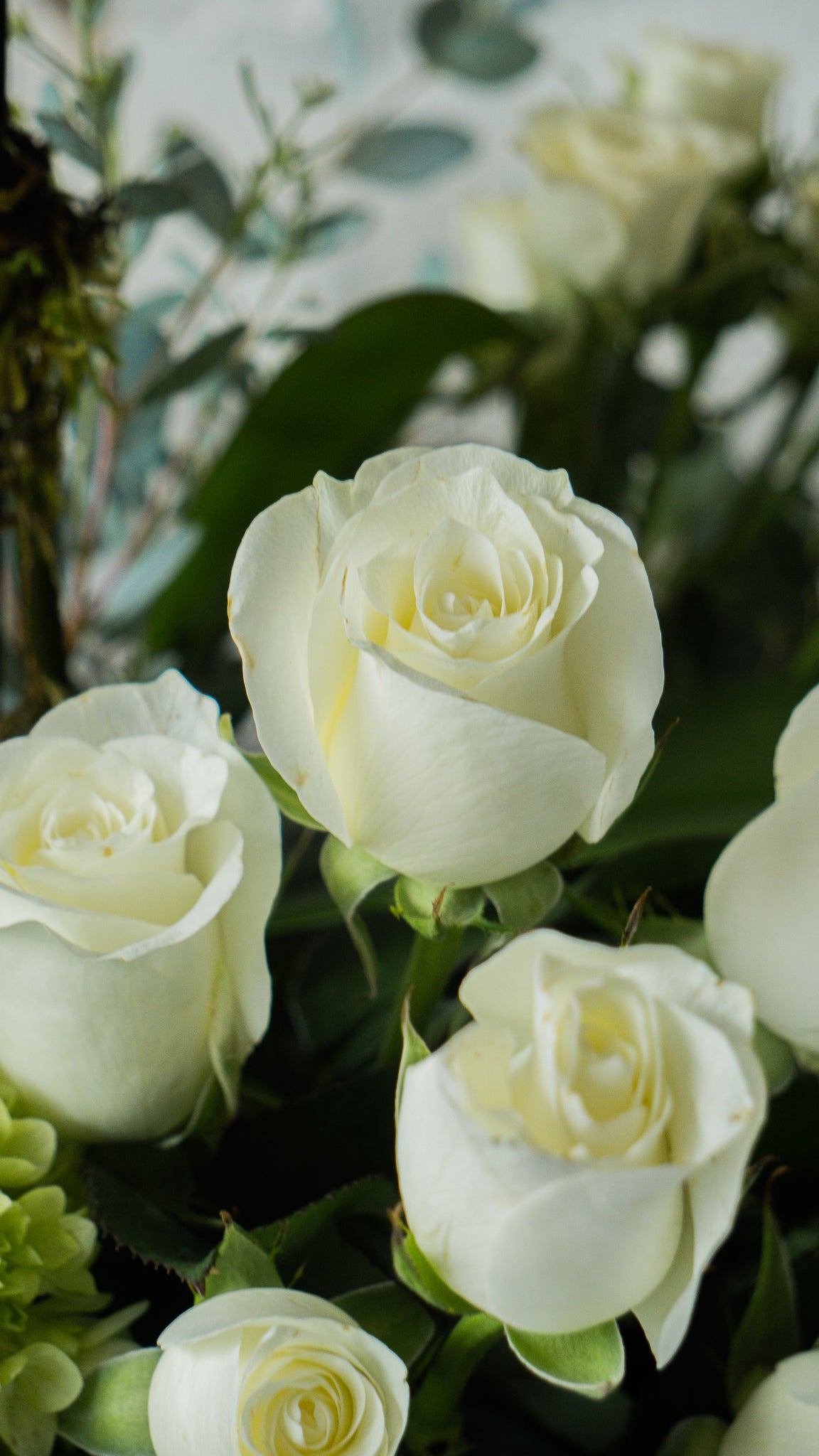 Luz, condolencia en orquídeas