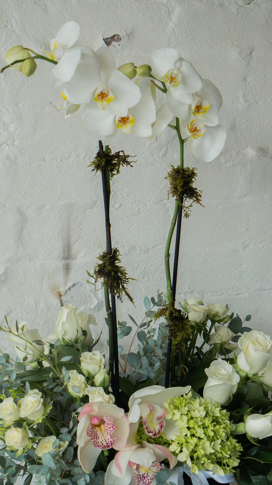 Luz, condolencia en orquídeas