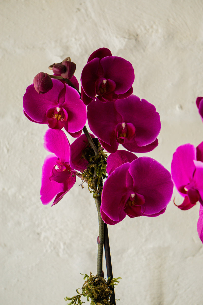 Fernanda, orquídea en planta en arreglo floral.