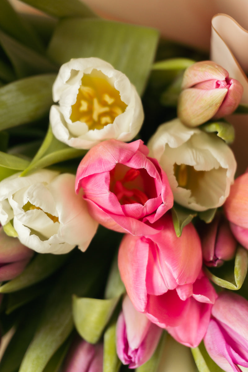 Eugenia, 30 tulipanes en tonos rosados.