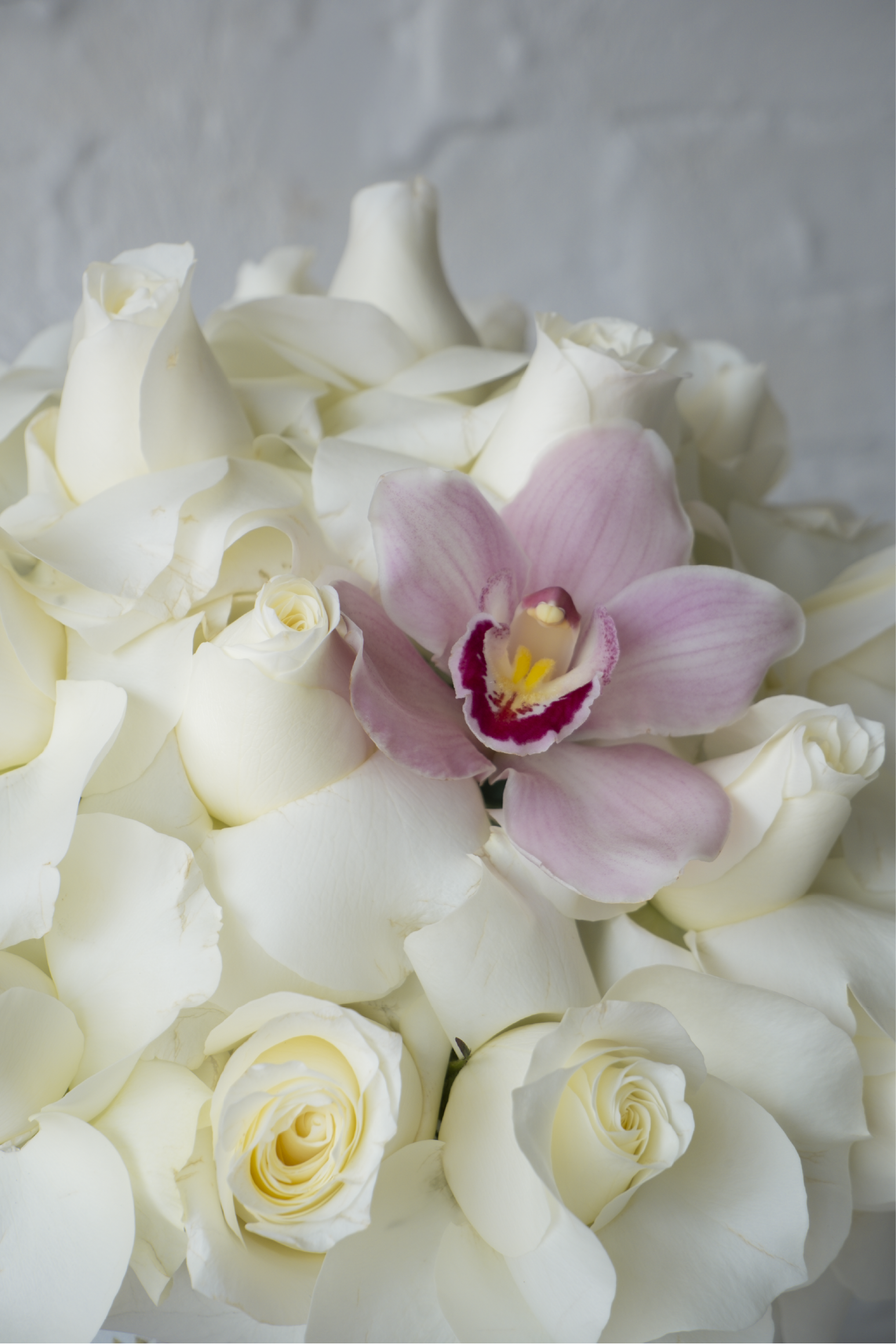Miranda, Diseño de rosas blancas con orquídea