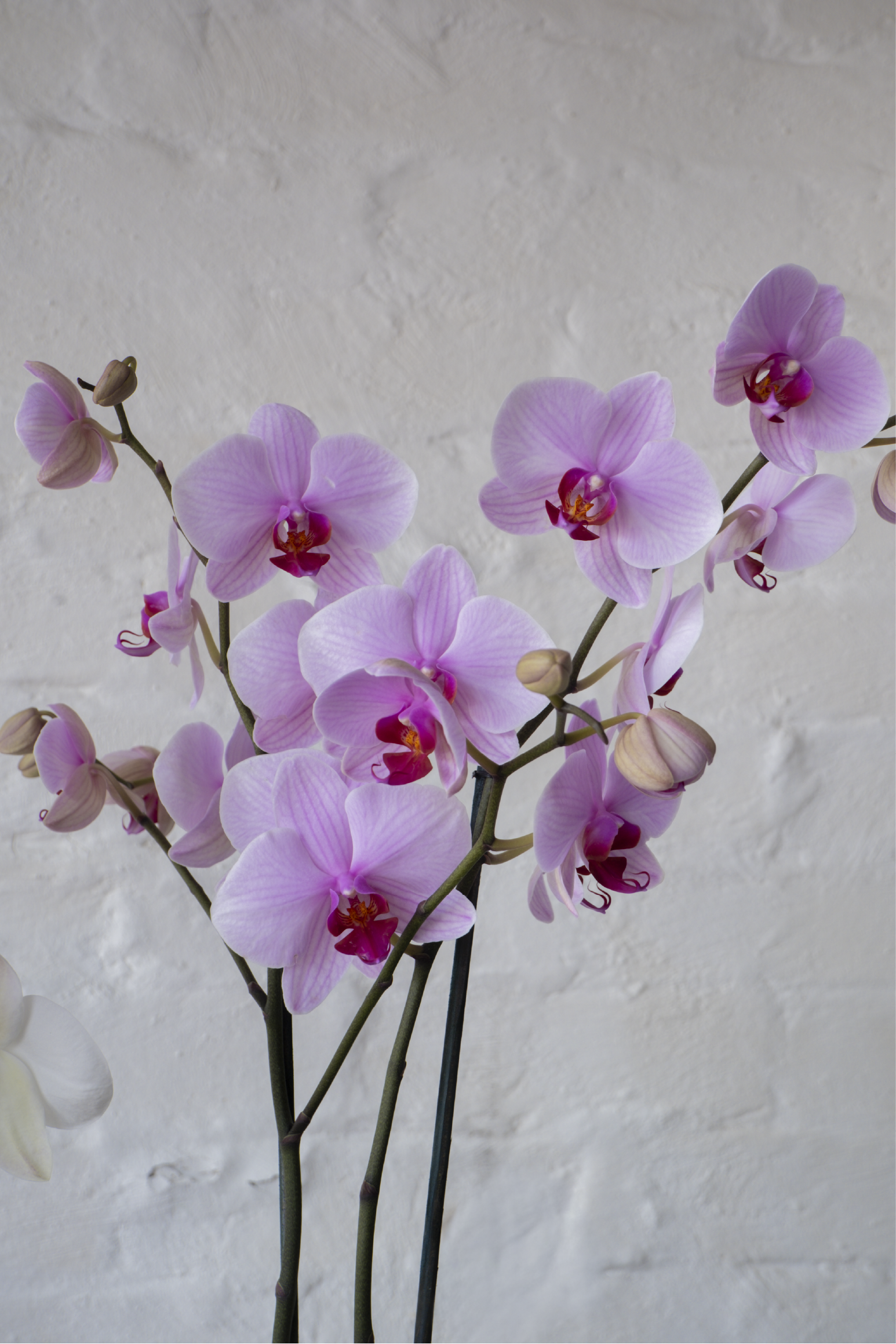 Lia, Orquídeas, rosas, tulipanes y hortensias en tonos suaves