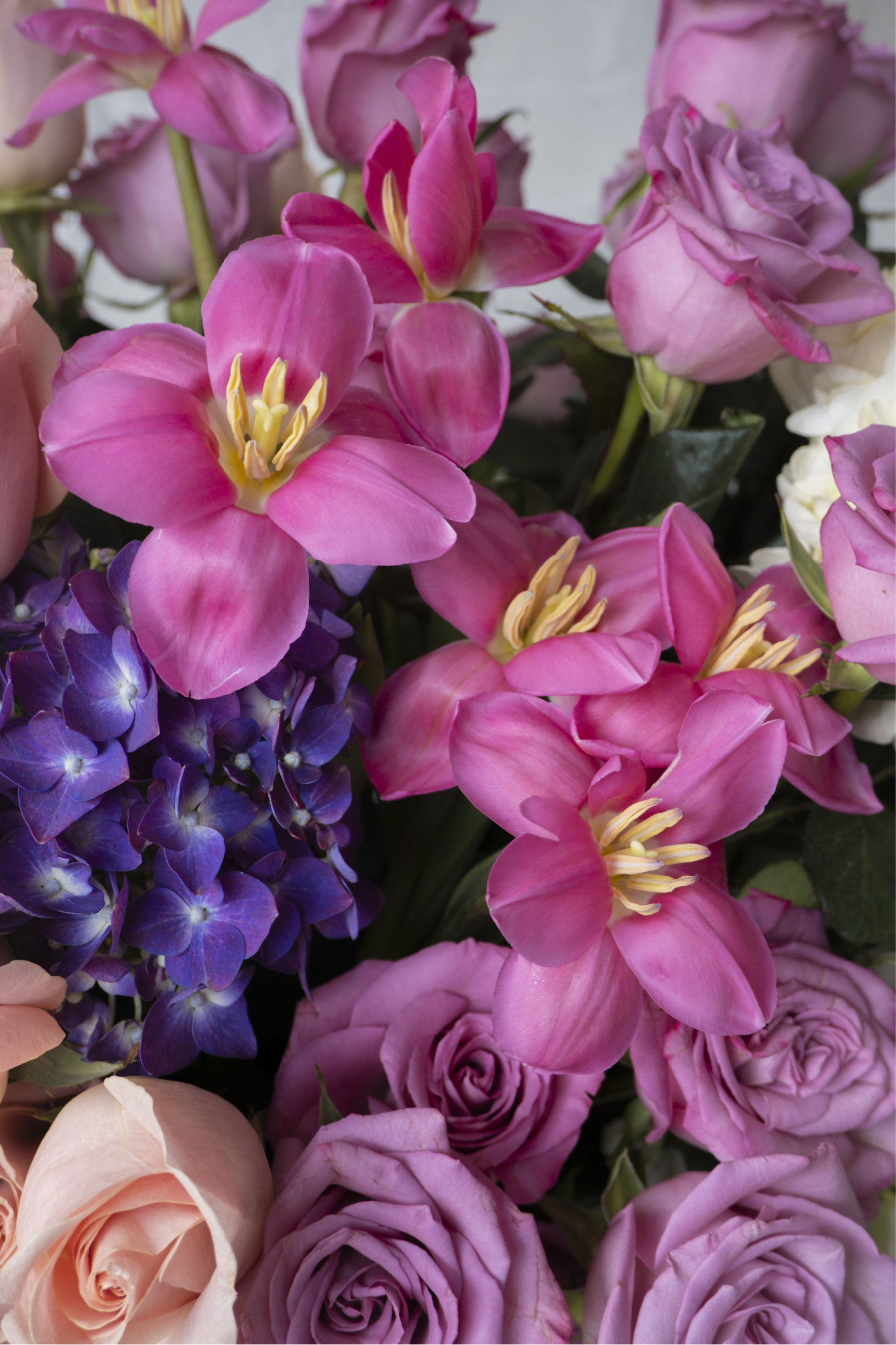 Emma, Orquídeas, rosas, hortensias y tulipanes