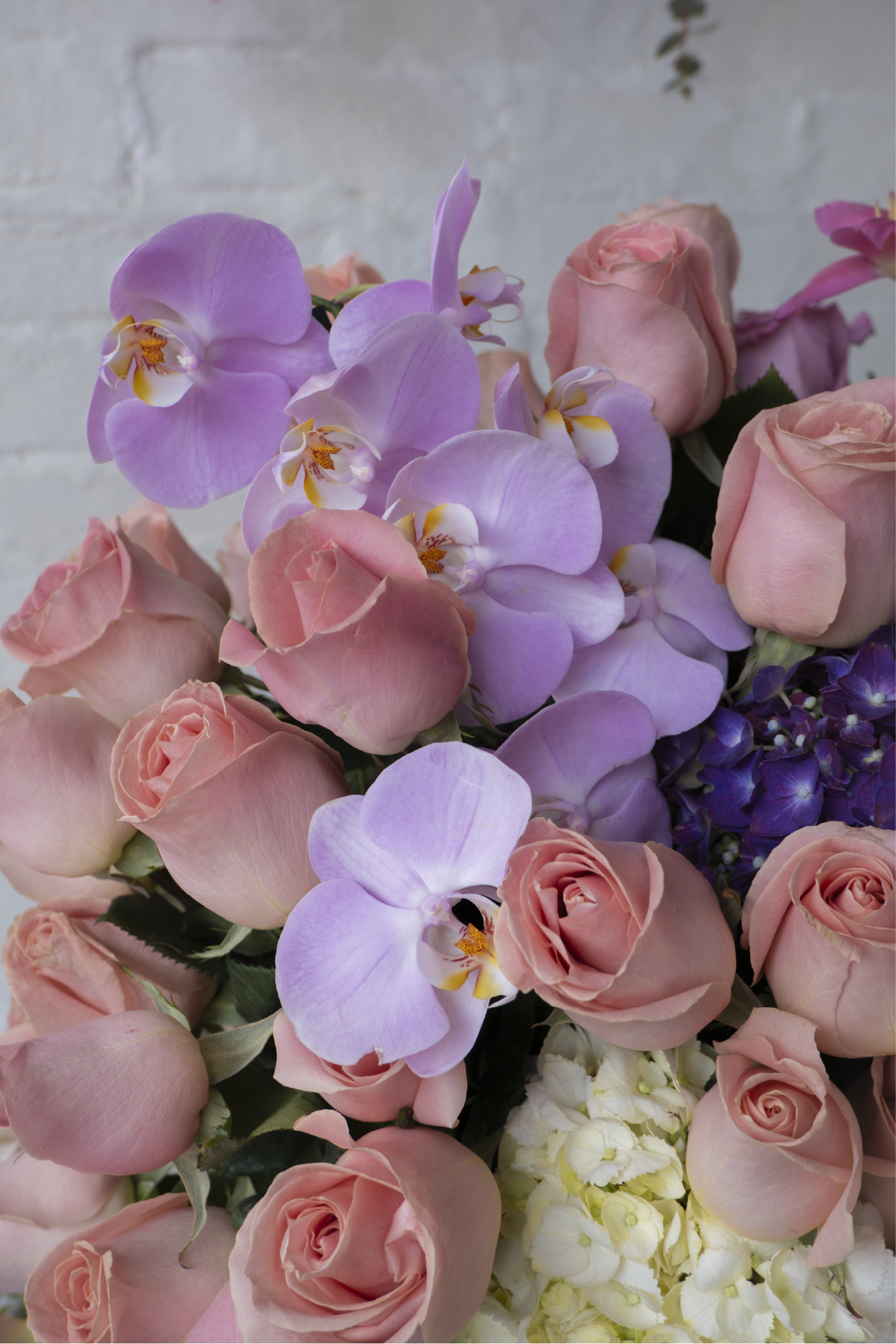 Emma, Orquídeas, rosas, hortensias y tulipanes