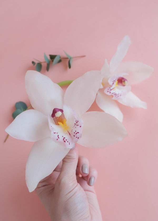 Orquídeas extras, agrega un toque de elegancia
