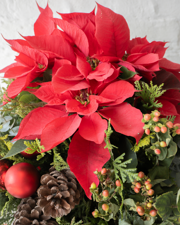 Natalia, nochebuenas festivas en caja