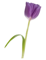 Envía Flores en Monterrey logo