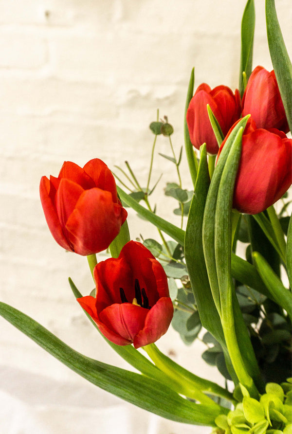 Charlotte,tulipanes rosa o morado con 20 tulipanes