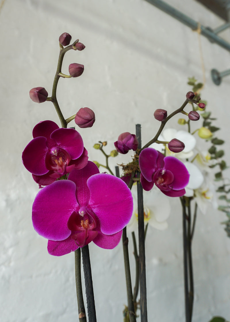 Ada, arreglo floral con 6 varas de  orquídeas.